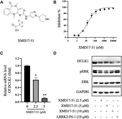 XMD-17-51 Inhibits DCLK1 Kinase and Prevents <mark class="highlighted">Lung Cancer Progression</mark>